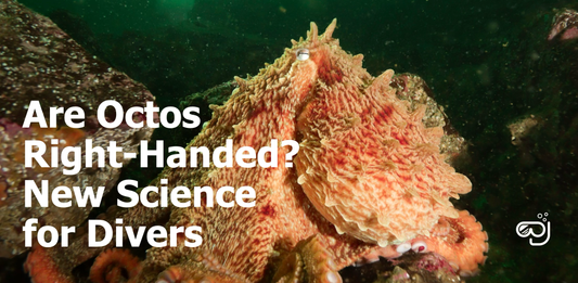Are Octos Right Handed? New Science for Divers