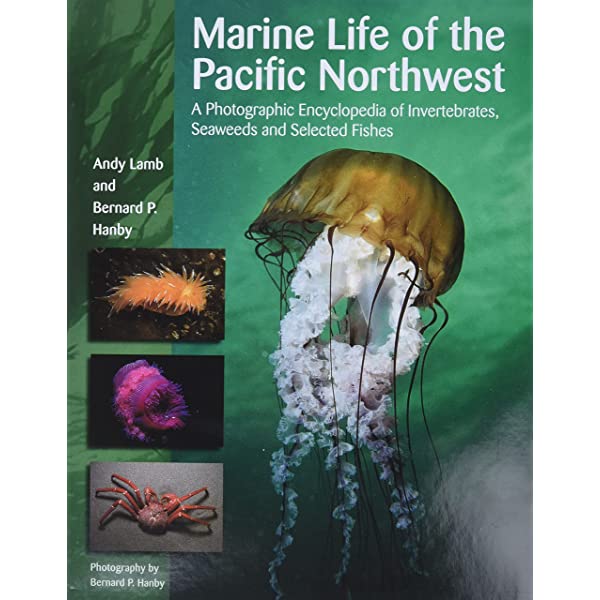 Marine Life of the Pacific Northwest | Diving Sports Canada | Vancouver